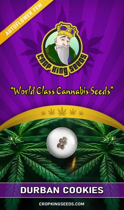 Durban Cookies Autoflower