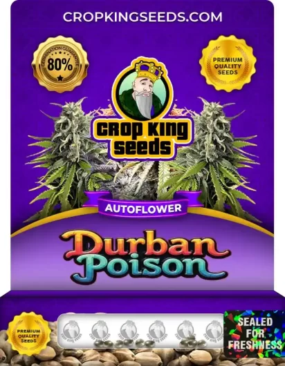 durban-poison-autoflower-image