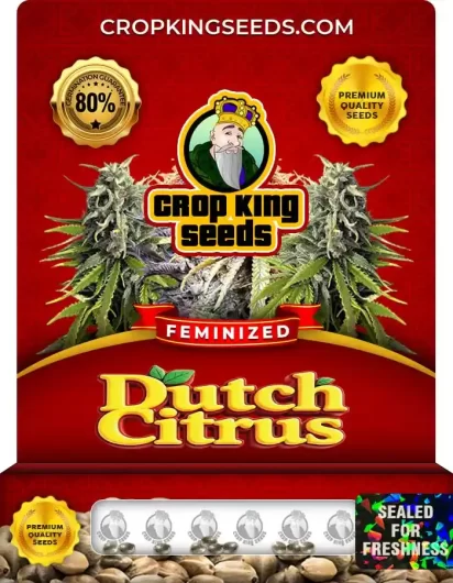 dutch-citrus-image