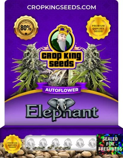 Elephant Autoflower