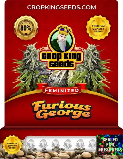 furious-george-image
