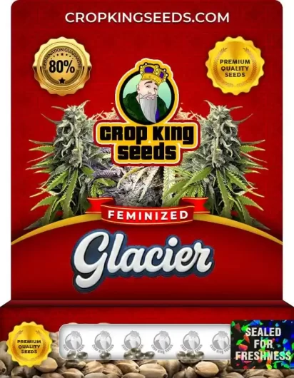 glacier-indica-image