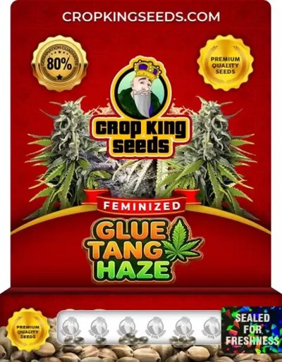 Glue Tang Haze