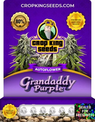 Grandaddy Purple Autoflower