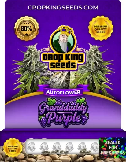 granddaddy-purple-autoflower-image