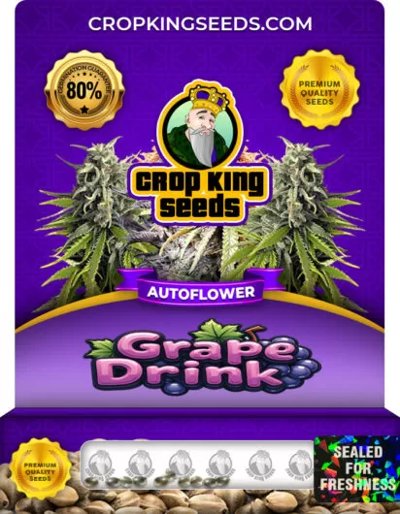 Grape Drink Autoflower
