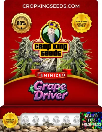 grape-driver-image