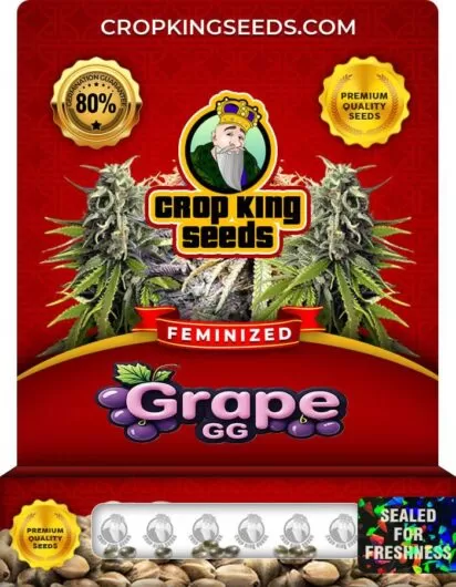 grape-gg-image