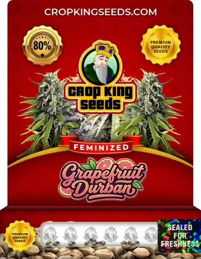 grapefruit-durban-image