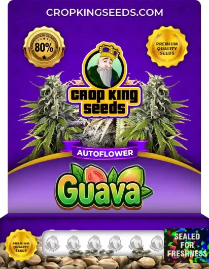 guava-autoflower-image