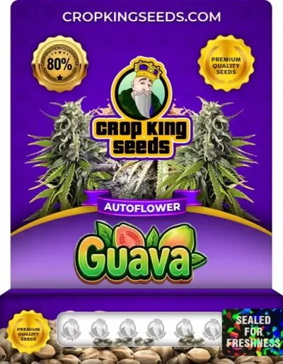 Guava Autoflower