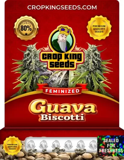 guava-biscotti-image