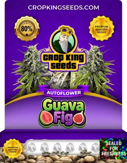 Guava Fig Autoflower