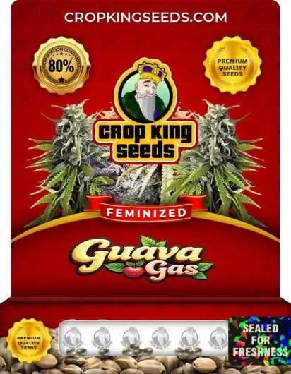 guava-gas-image