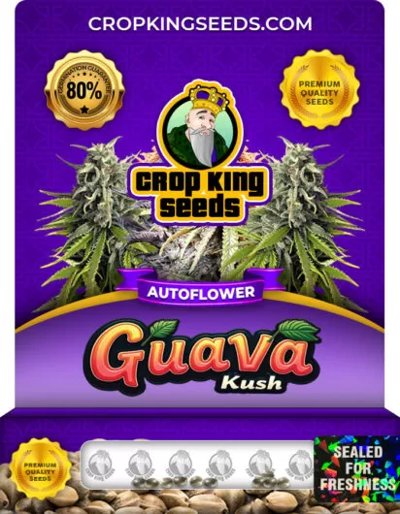 Guava Kush Autoflower