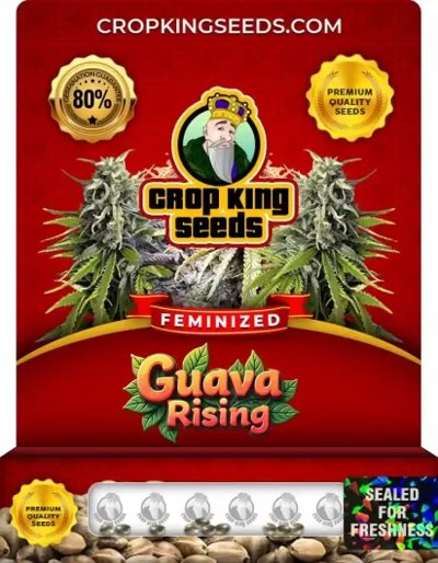 Guava Rising
