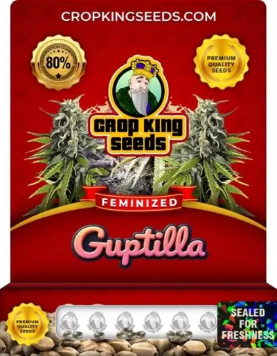 Guptilla Feminized