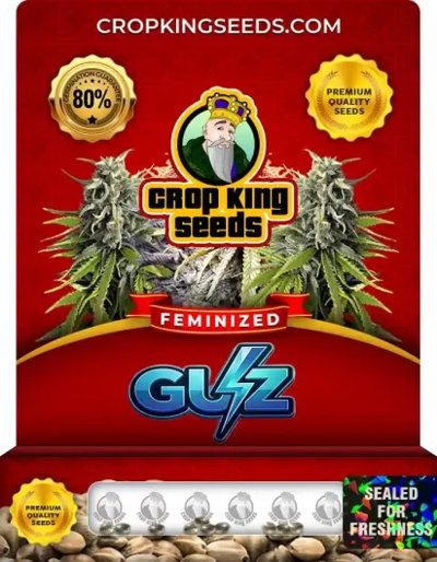 Guz