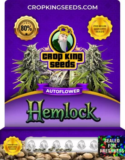 Hemlock Autoflower