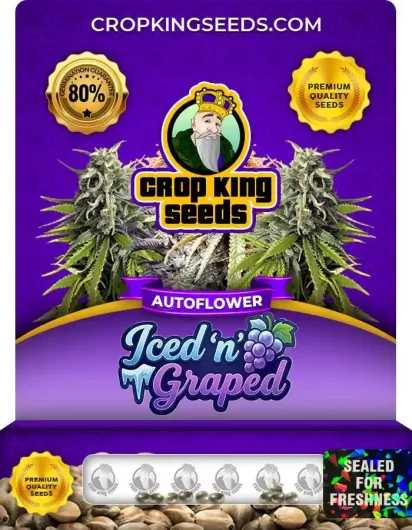 iced-n-graped-autoflower-image