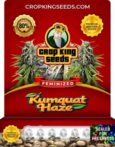Kumquat Haze