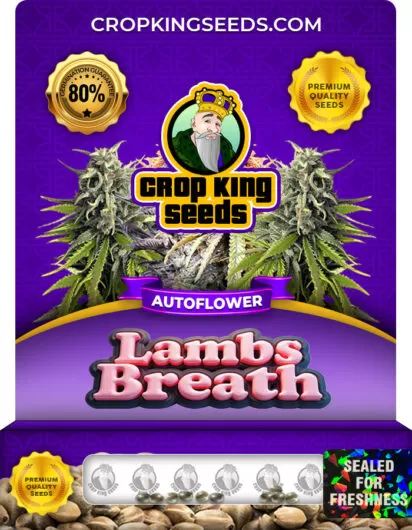 lambs-breath-autoflower-image