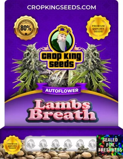Lambs Breath Autoflower