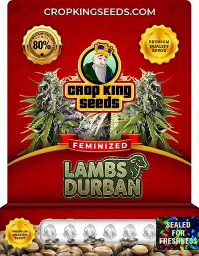 Lambs Durban
