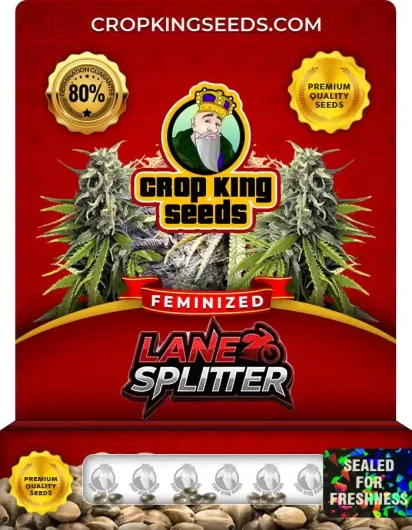 lane-splitter-image