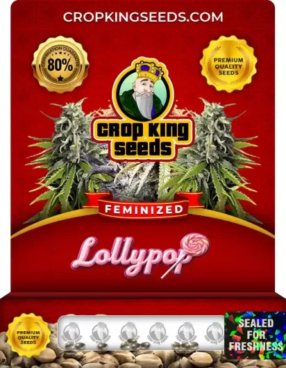 lollypop-image