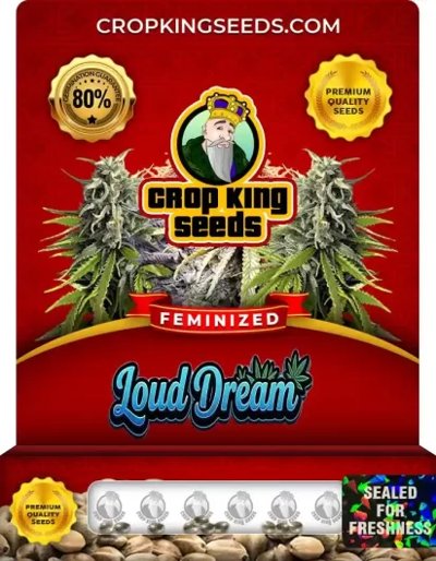 Loud Dream