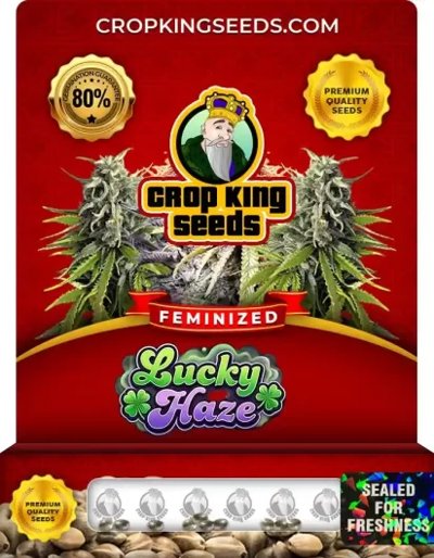 Lucky Haze