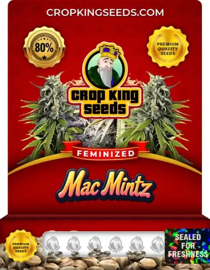 mac-mintz-image