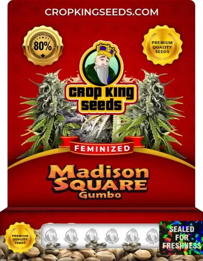 madison-square-gumbo-image