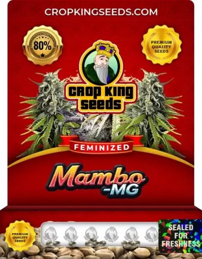 Mambo MG