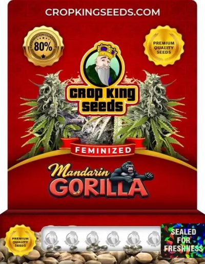 Mandarin Gorilla