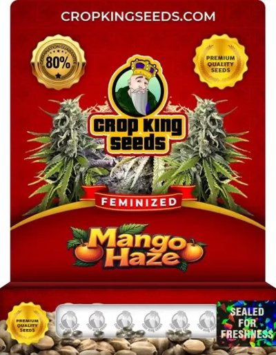 Mango Haze