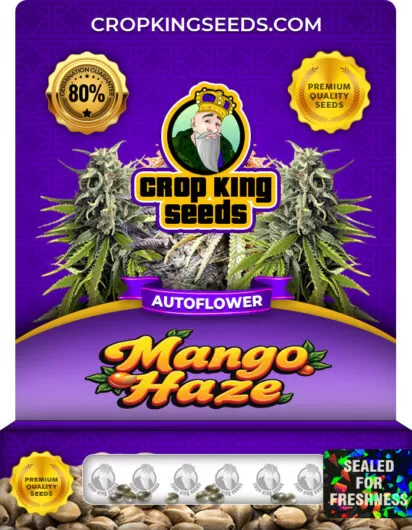 Mango Haze Autoflower