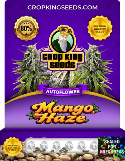 Mango Haze Autoflower