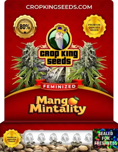 mango-mintality-image