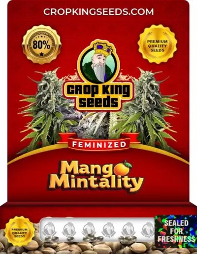 Mango Mintality