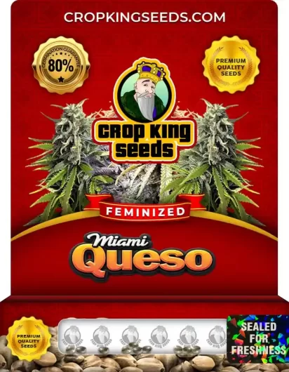 miami-queso-image