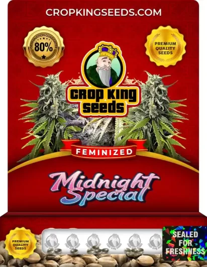 midnight-special-image