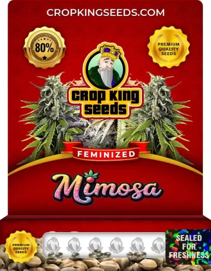 mimosa-image
