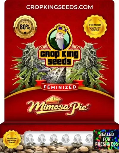 Mimosa Pie