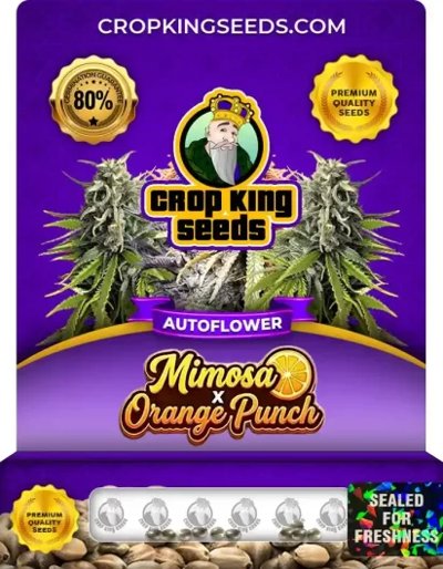 Mimosa x Orange Punch Autoflower
