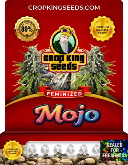mojo-image