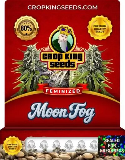 Moon Fog Indica