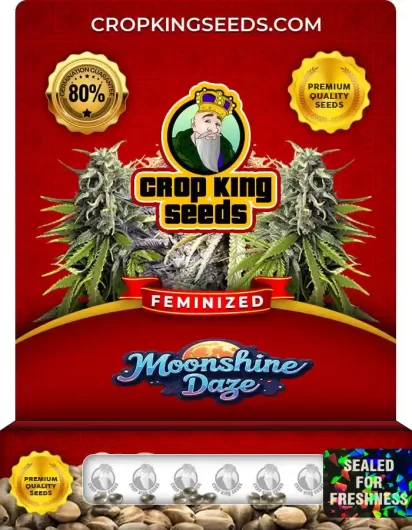 moonshine-daze-image