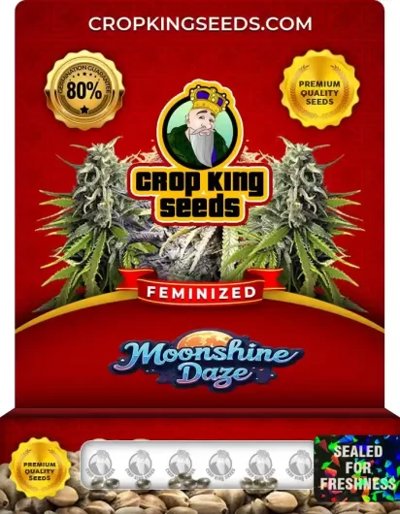 Moonshine Daze